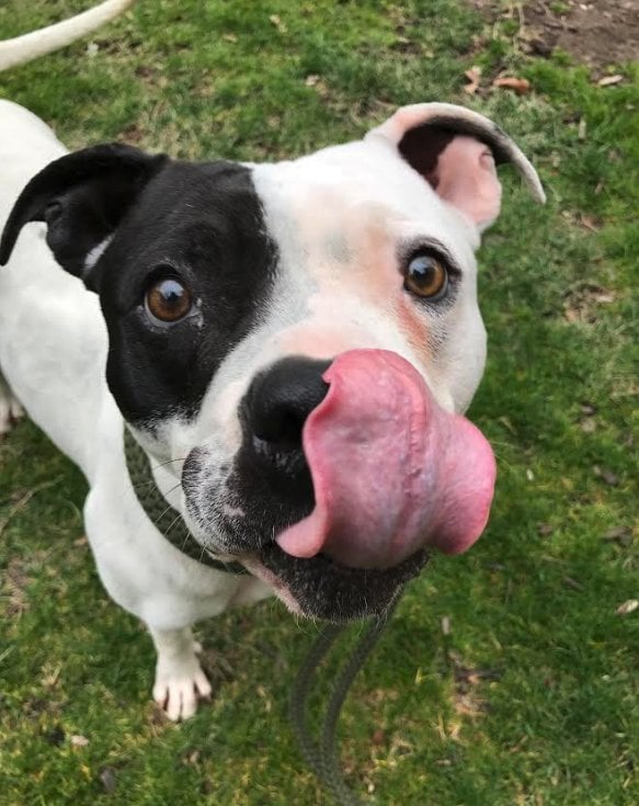 Illustration de l'article : Nouveau propriétaire, il découvre un chien Pittbull dans sa cave